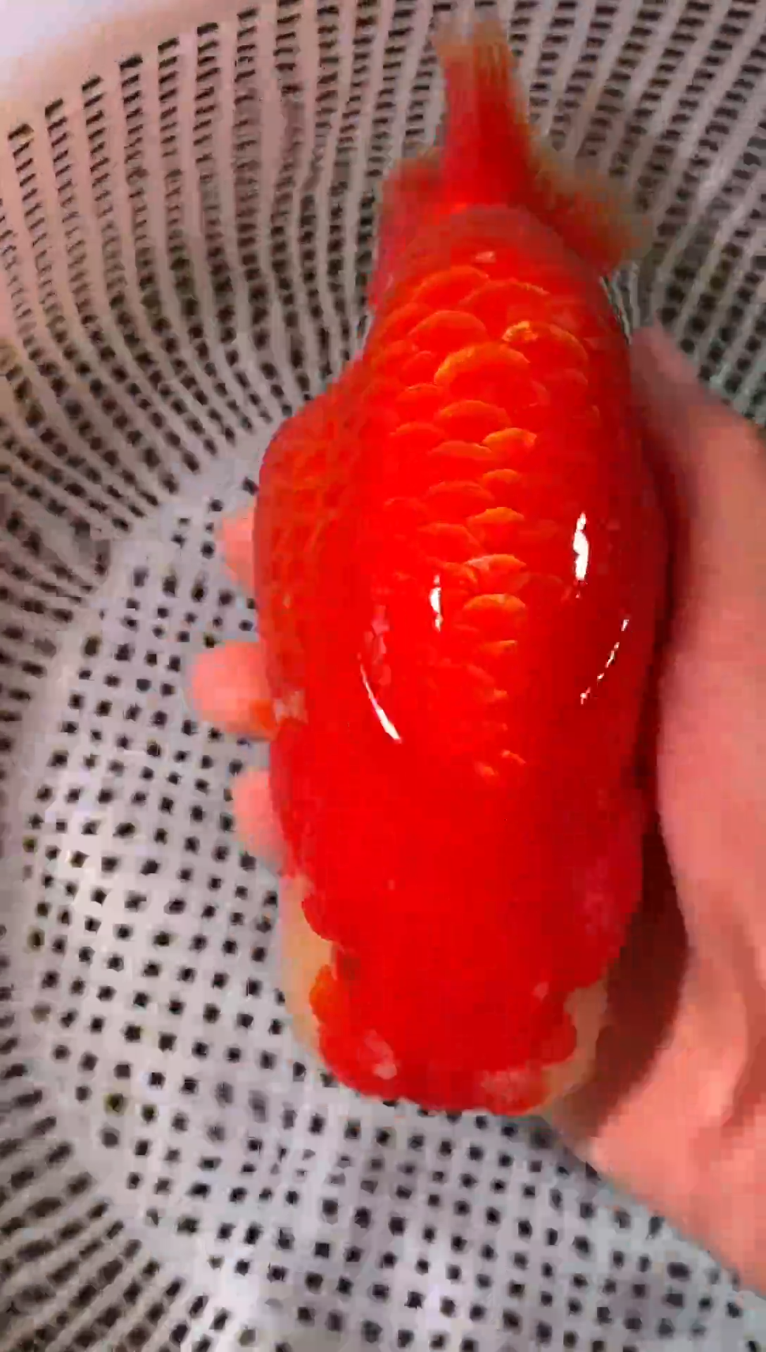 金鱼?****?（运费到付，马印灯下展示）福州追鱼兰寿金鱼