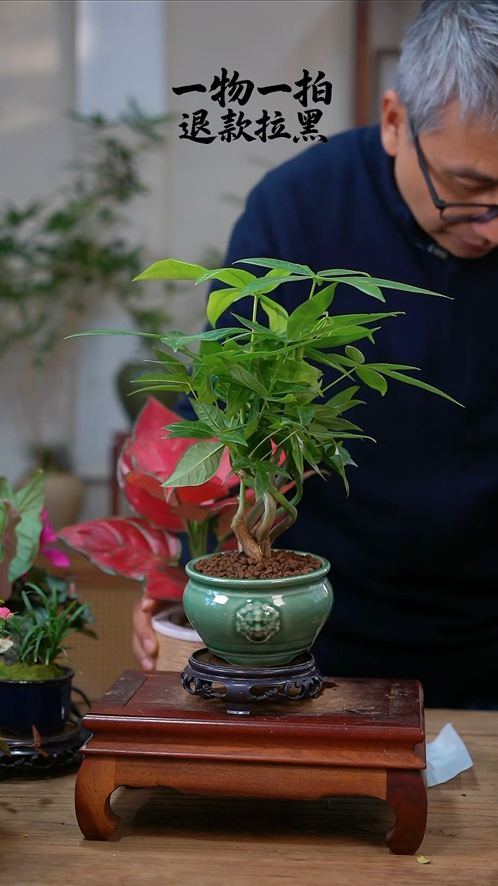 完全开放?*苏发财树168