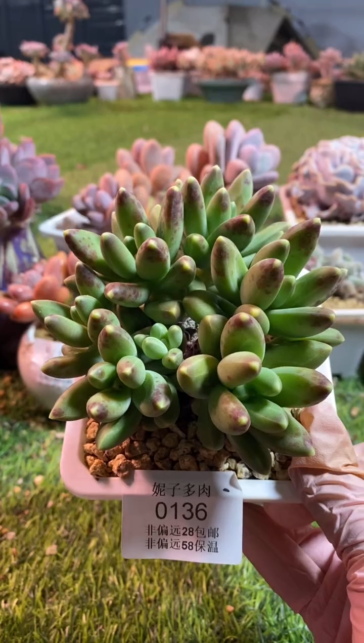 【闪购商品】0136a