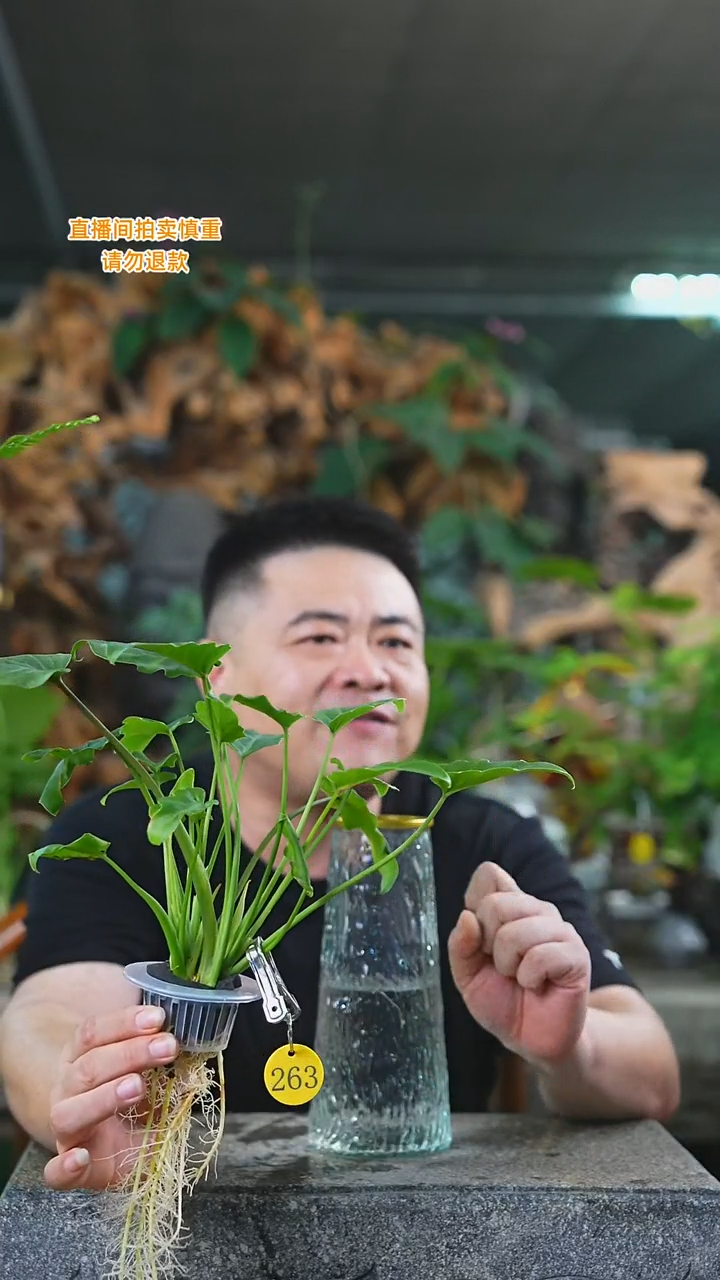 当前无花栽培后可以开花小天使冰川纹玻璃瓶263T