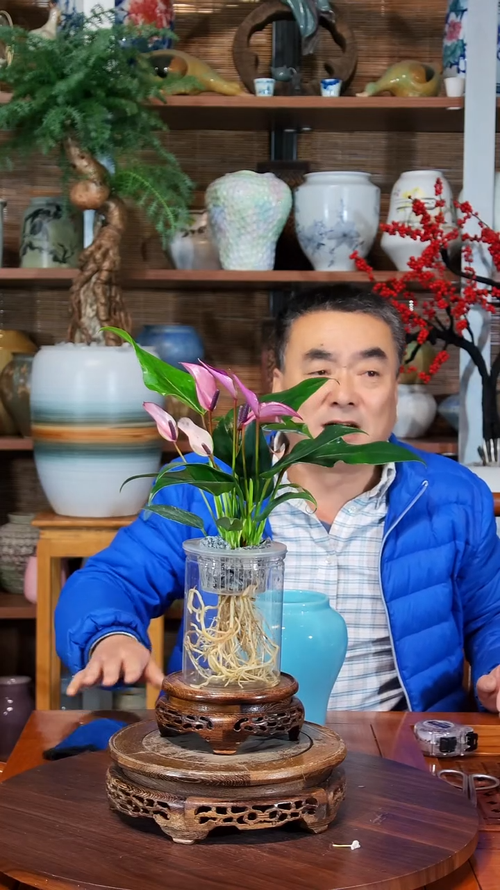 无花朵煜*哥水之韵水培齐祖不带瓶