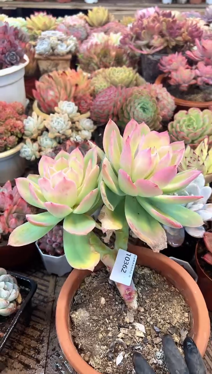 阜****姐多肉植物一物一拍10362