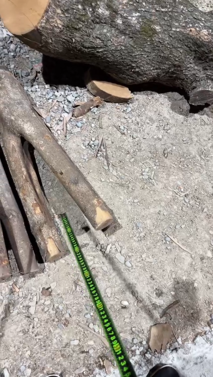 四川小叶桢楠金丝楠木