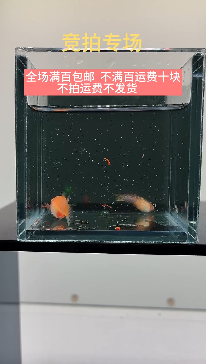 孔雀鱼黄蕾丝顶剑-19