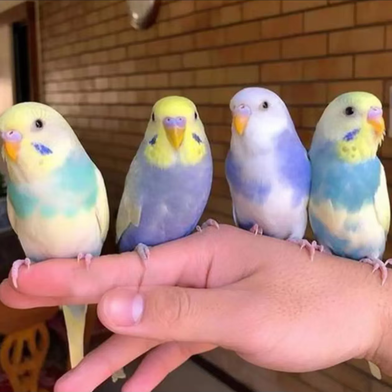 特色大头虎皮活体鹦鹉手养亲人适合家养观赏鸟