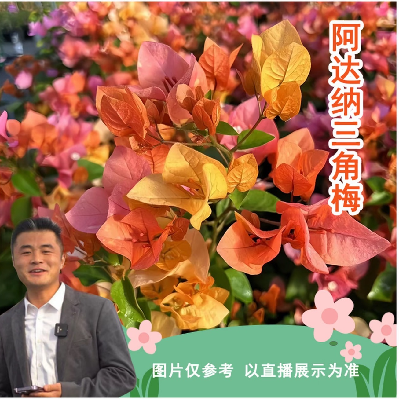 【热植馆】阿达纳三角梅盆栽喜光易养护勤花室内室外阳台庭院花卉