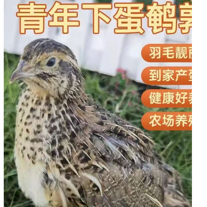 精品产蛋王黄羽鹌鹑 阳台小宠物