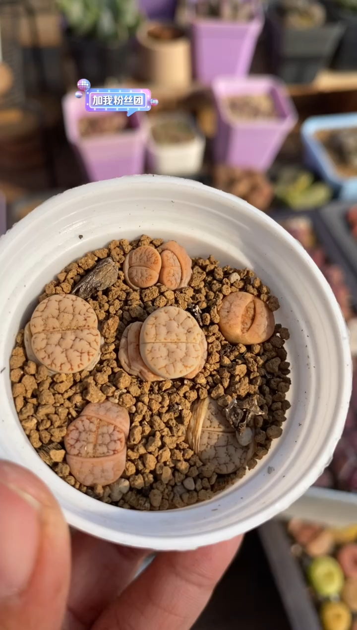 【闪购商品】8546开播福利