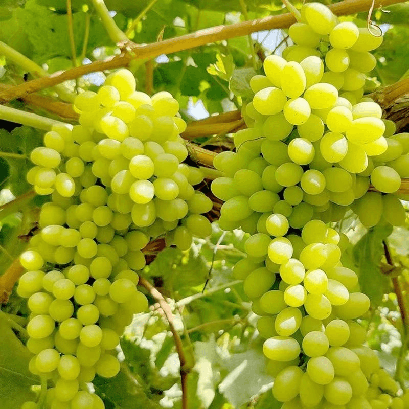 【顺丰冷链】新疆吐鲁番无核白葡萄5斤装新鲜水果 多仓发货