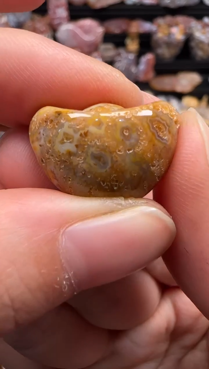 【闪购商品】硅化珊瑚（珊瑚玉）颈饰未镶嵌445