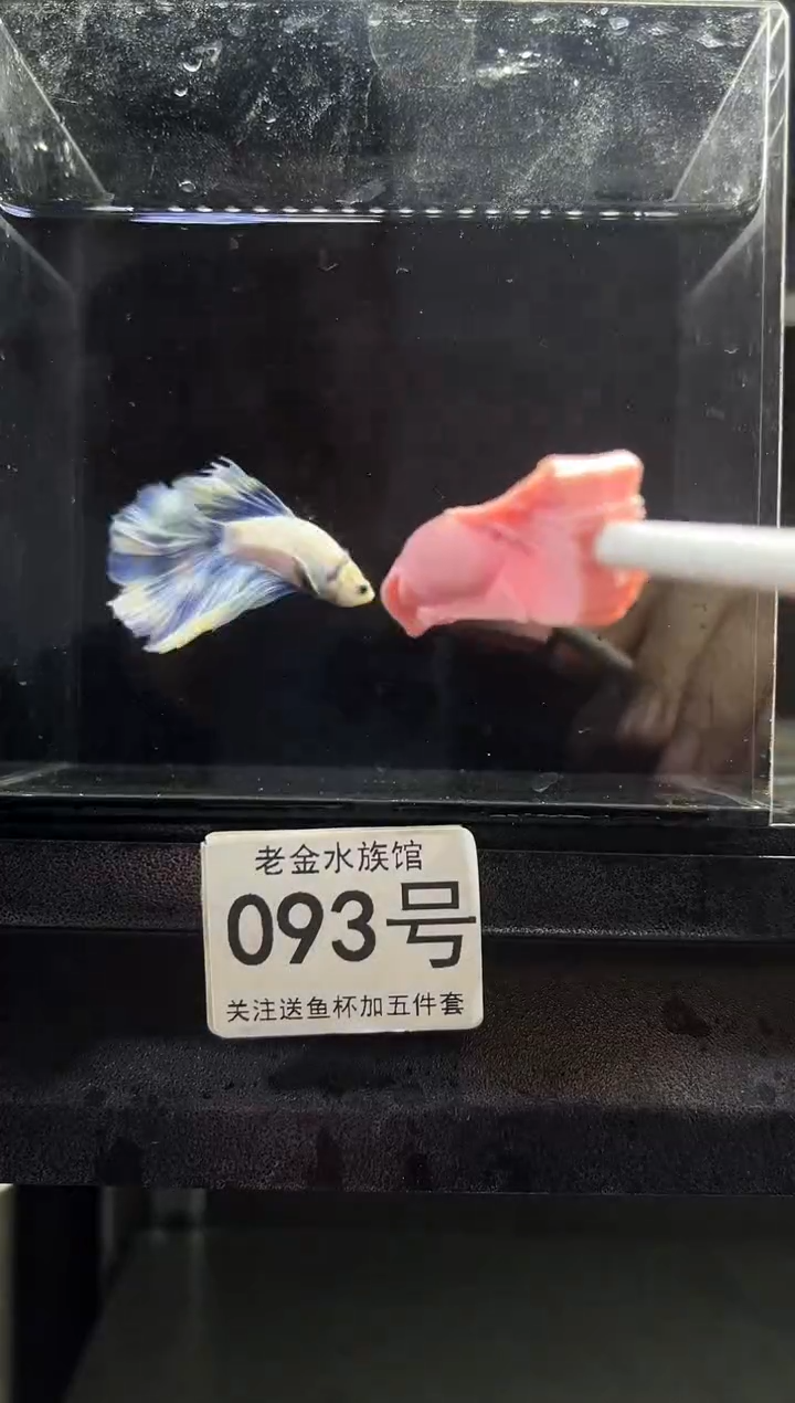 斗鱼泰国斗鱼竞拍