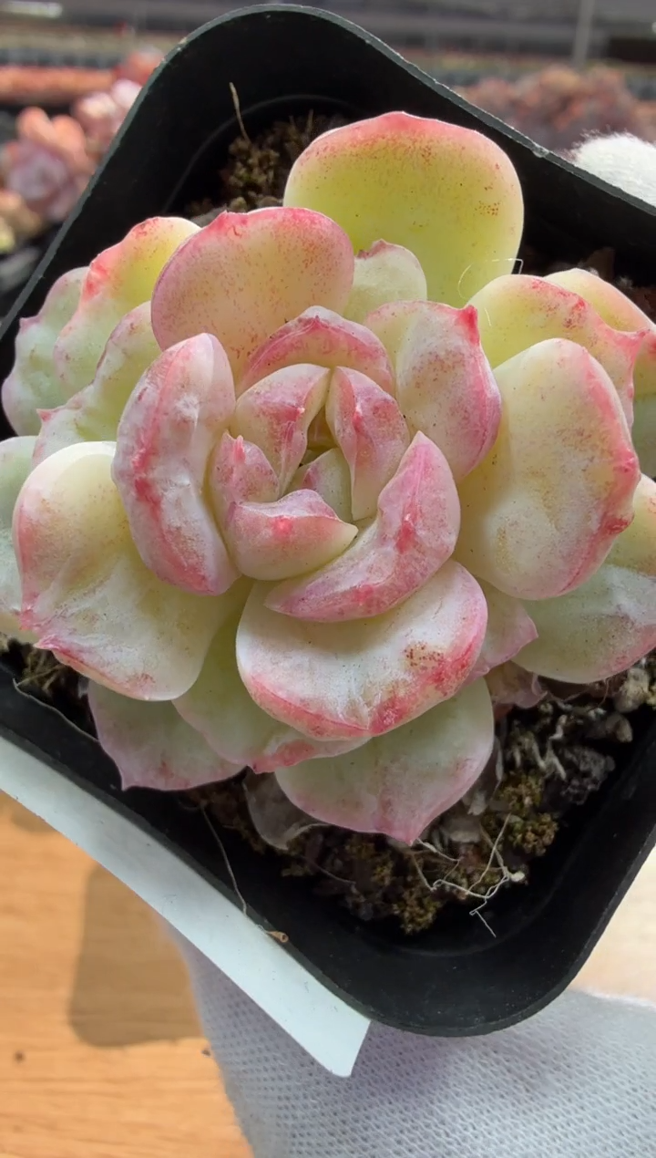 东云多肉园三店-49