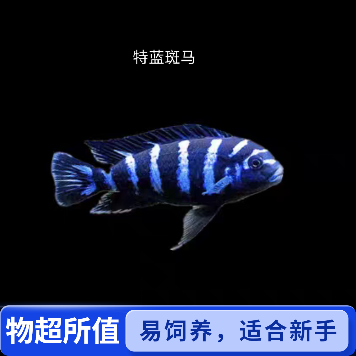 特蓝斑马黄帆天堂鸟三湖慈鲷坦鲷卷贝热带观赏鱼活体易养活淡水鱼