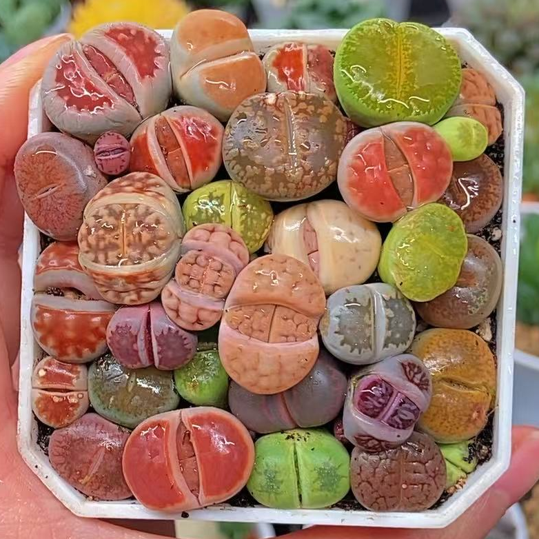 彩拼生石花（满18包邮）白盆发货