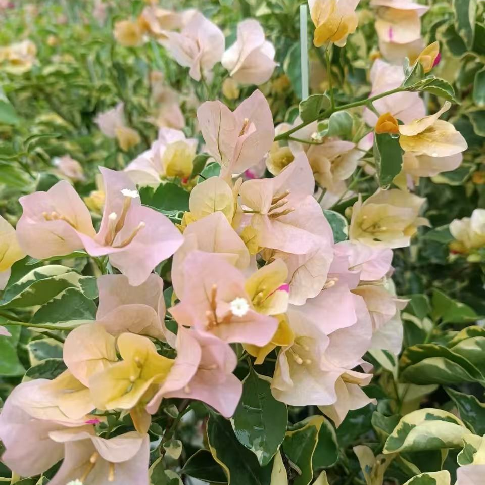 【热植馆】三色马斯三角梅盆栽喜光易养护勤花室内室外阳台庭院花卉