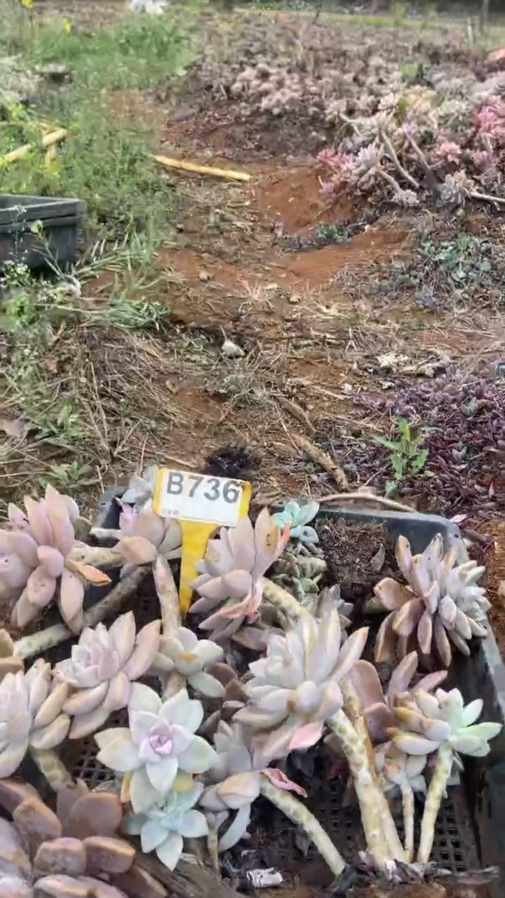 【闪购商品】B736清风花木兰多肉组合