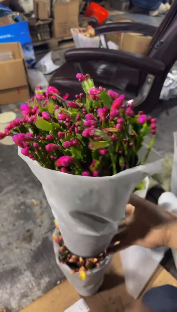 全部花苞红色蟹爪兰带花苞