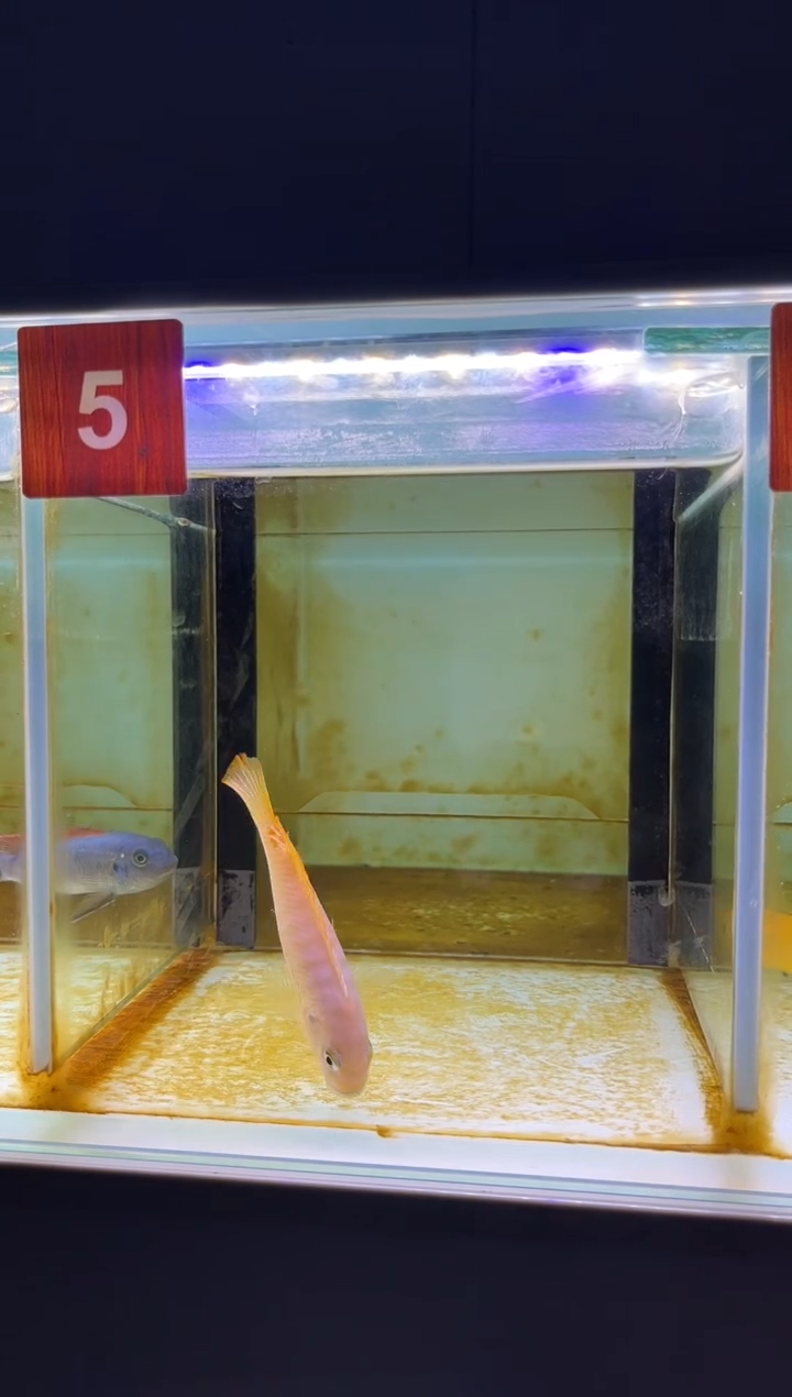 海水三湖慈鲷人工