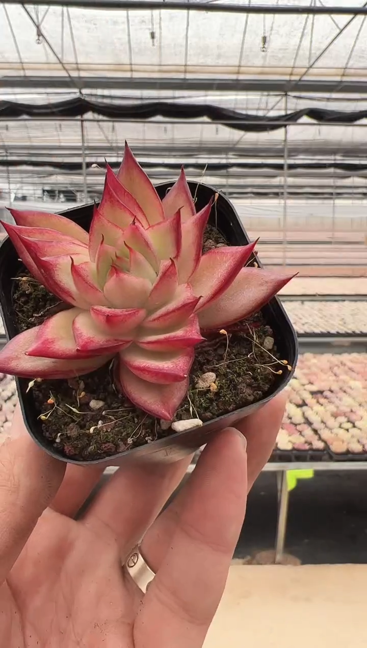 【闪购商品】新款多肉-247