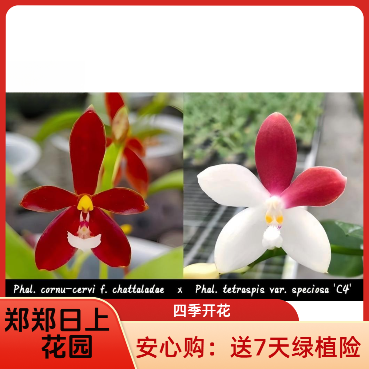 蝴蝶兰 原生红鹿角x四代红白跳 2.5寸苗 微瑕少根 