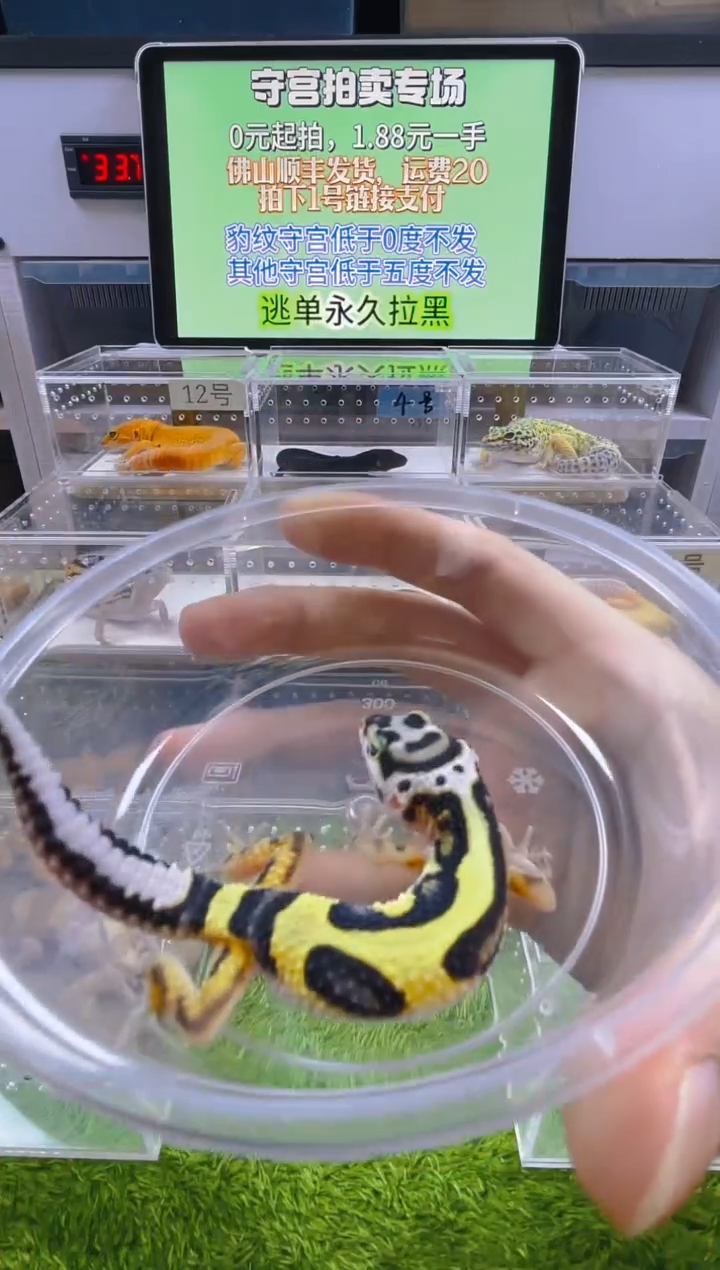 豹纹守宫豹纹肥尾苗子亚成成体