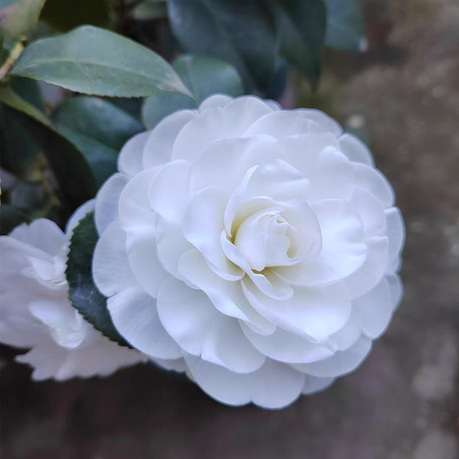 带花苞白雪塔茶花白色重瓣室内外好养耐寒耐热四季开花盆栽