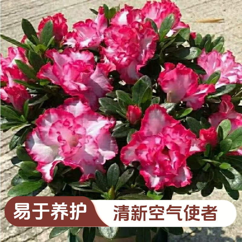 【满树花苞】带花苞杜鹃花盆栽四季开花室内外好养活绿植花卉