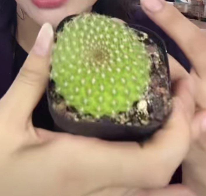 二妹园艺【 1颗  青苹果沟宝   实生根 】带盆土随机发货