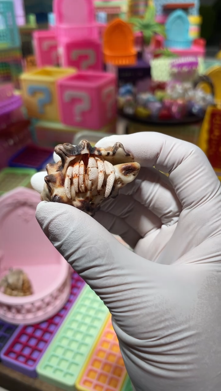 陌派有钳寄居蟹白草275