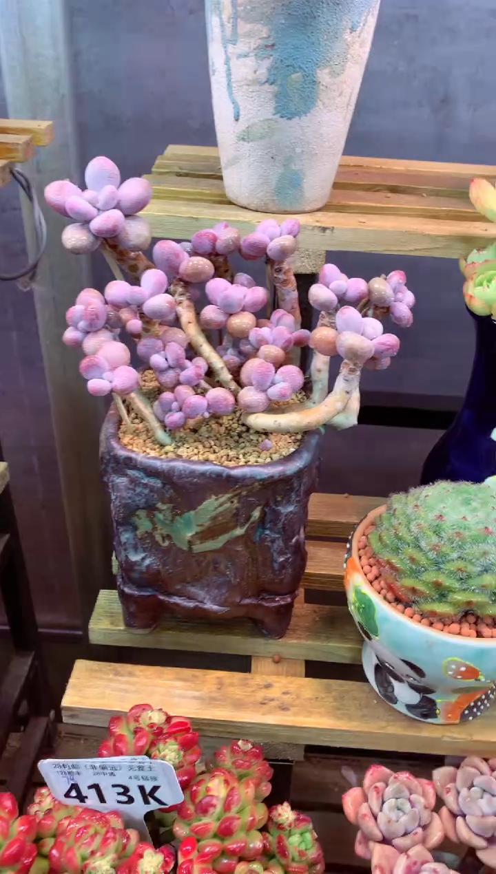 425K（一物一拍，精品多肉，所见即所得 ）