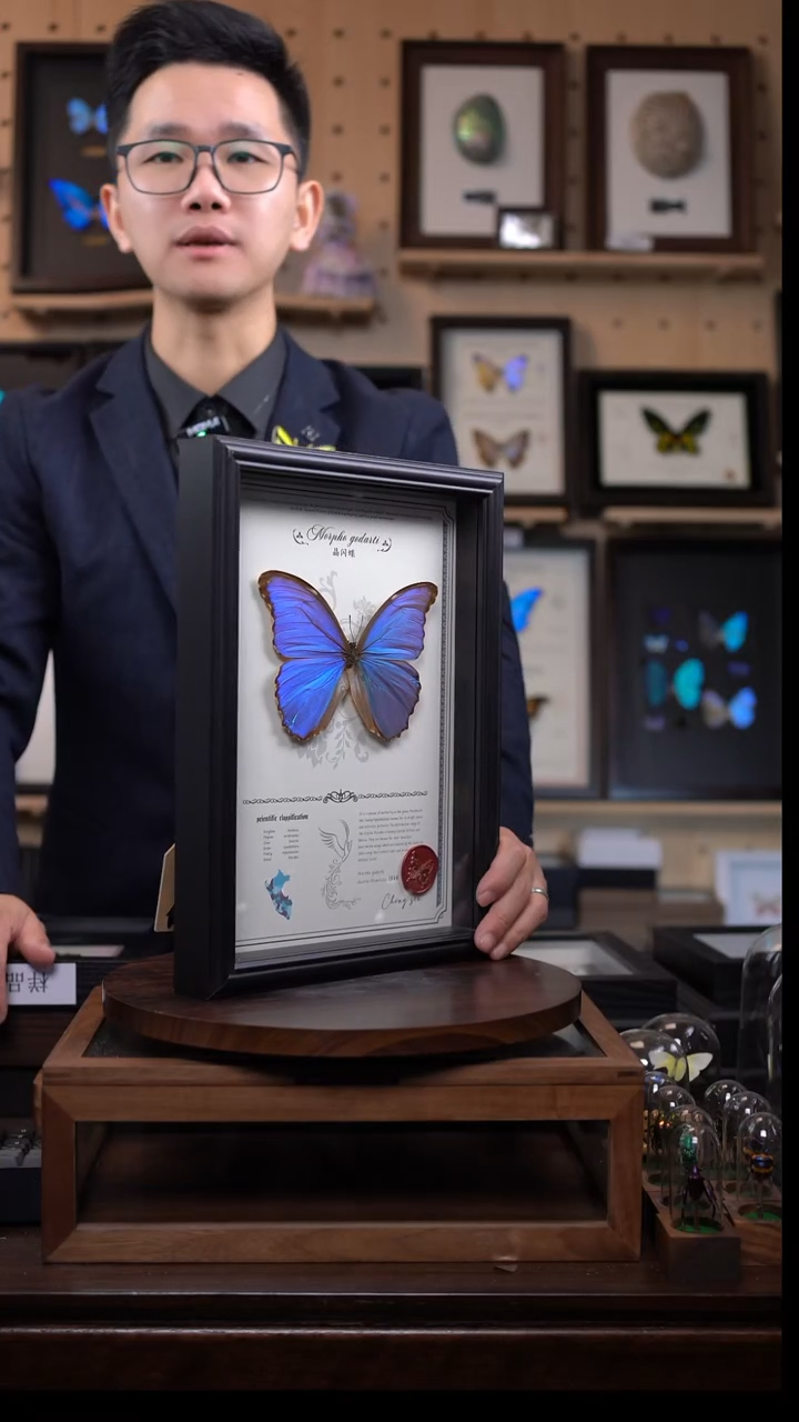 蝴蝶标本摆件竞拍晶闪蝶i169