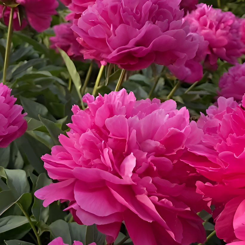 （大富贵） 红色系列观赏芍药花苗 正宗花苗 洛阳直发