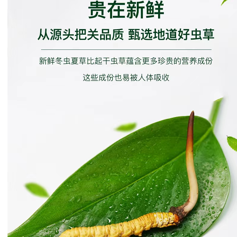 【福利中草】福利精选小短把 2025年新鲜冬虫夏草