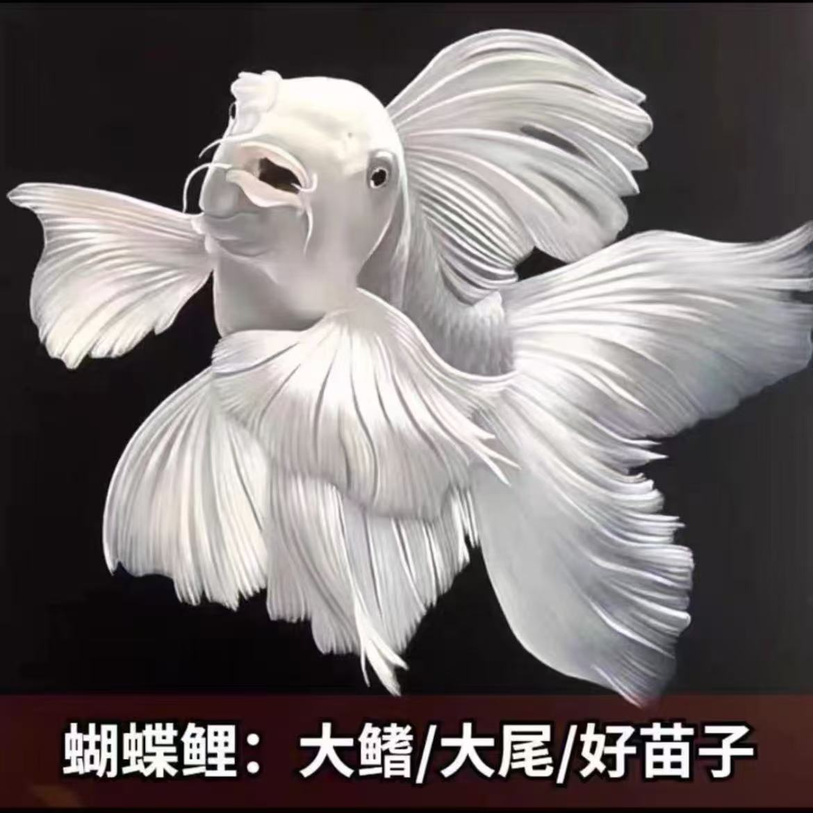普身13-15石膏白饲养混养纯种蝴蝶鲤观赏鱼长尾适合混养