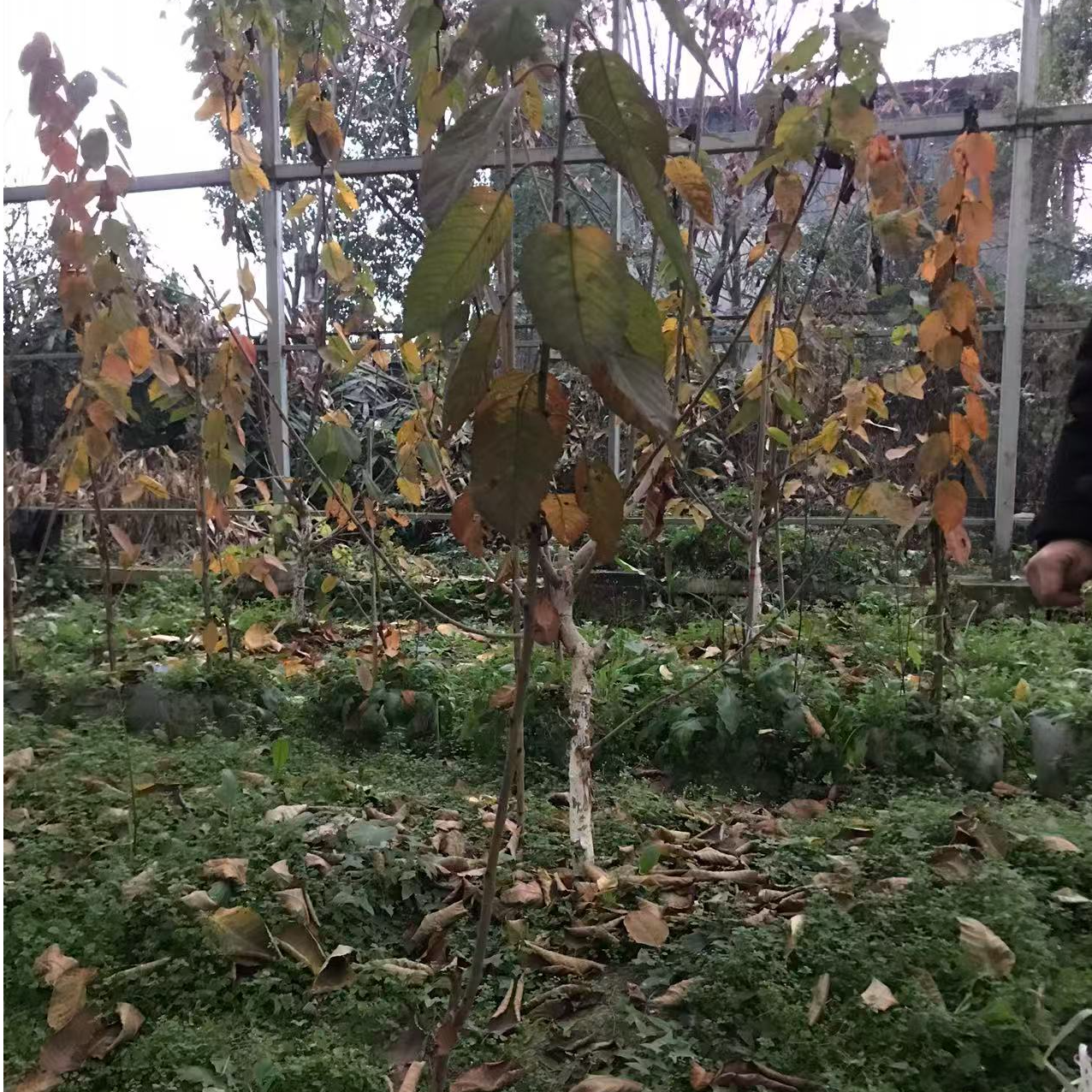成都地区自花结实车厘子苗1颗也可以结果