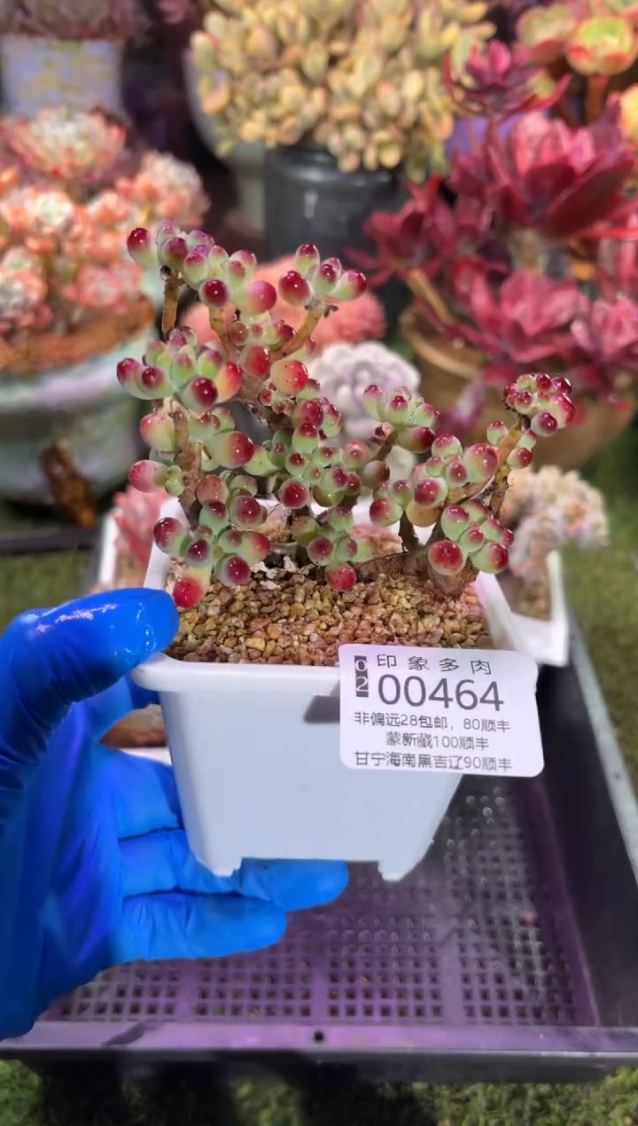 【闪购商品】00464