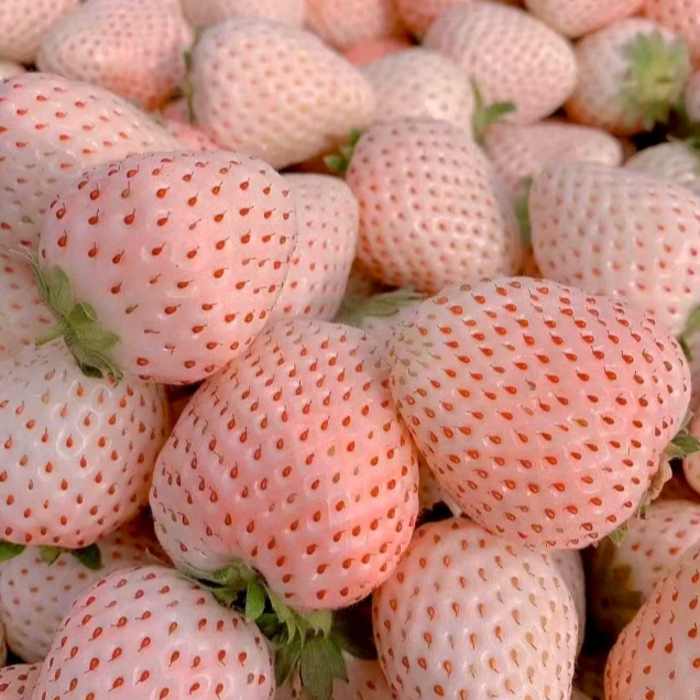 【顺丰次日达】梦之恋淡雪草莓白草莓白雪公主现摘现卖江苏（买一盒送一盒）克