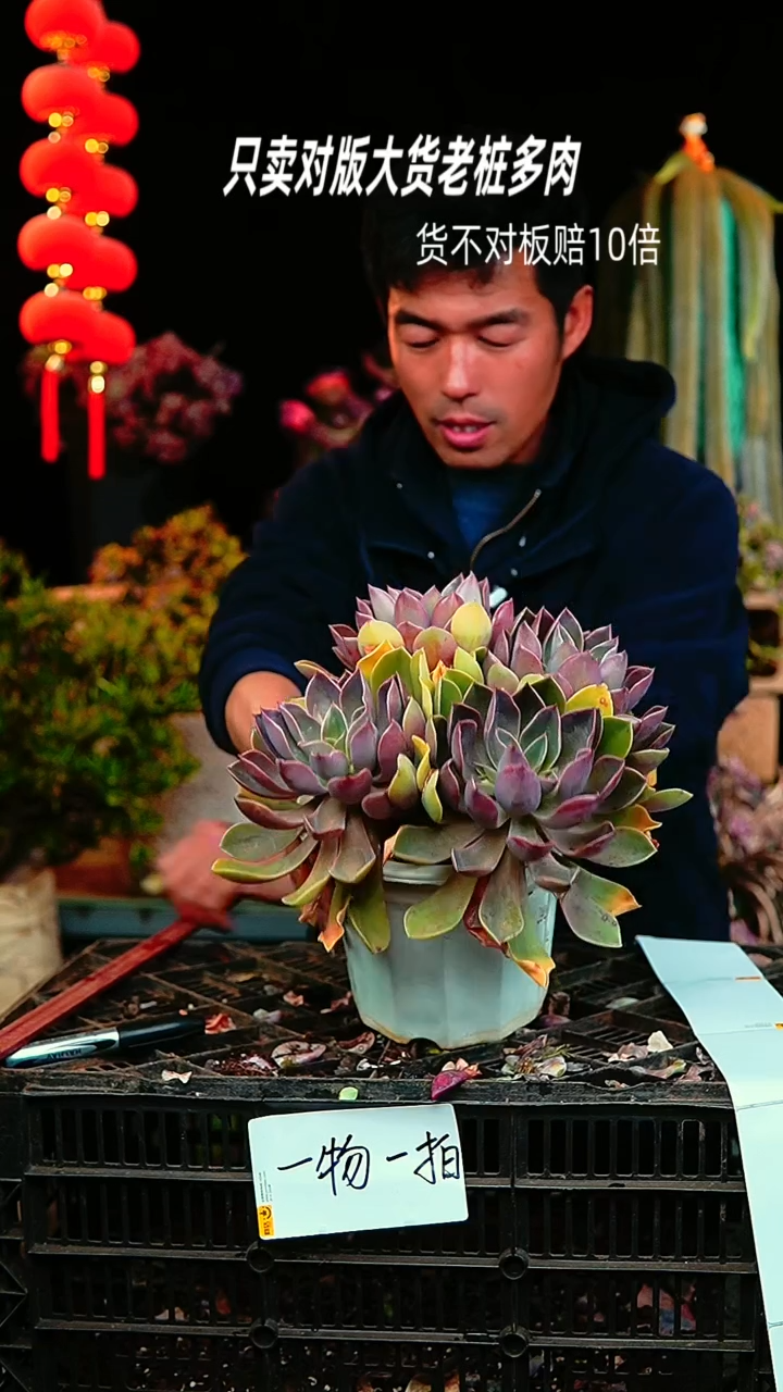 【闪购商品】46号紫气东来