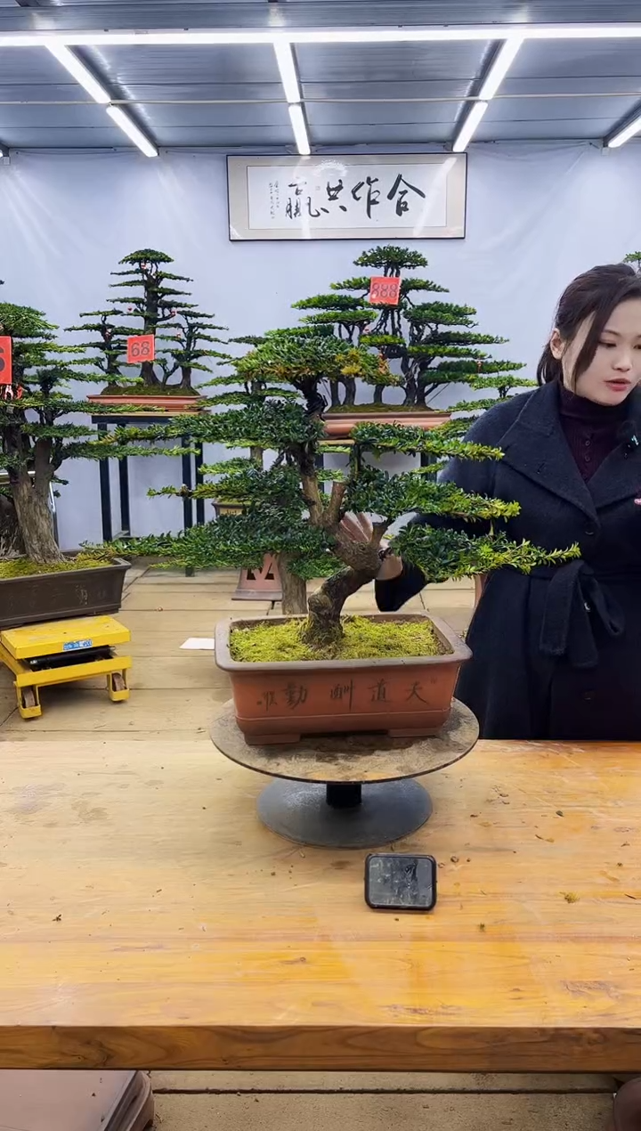 【闪购商品】高端盆景一物一拍，所见即所得