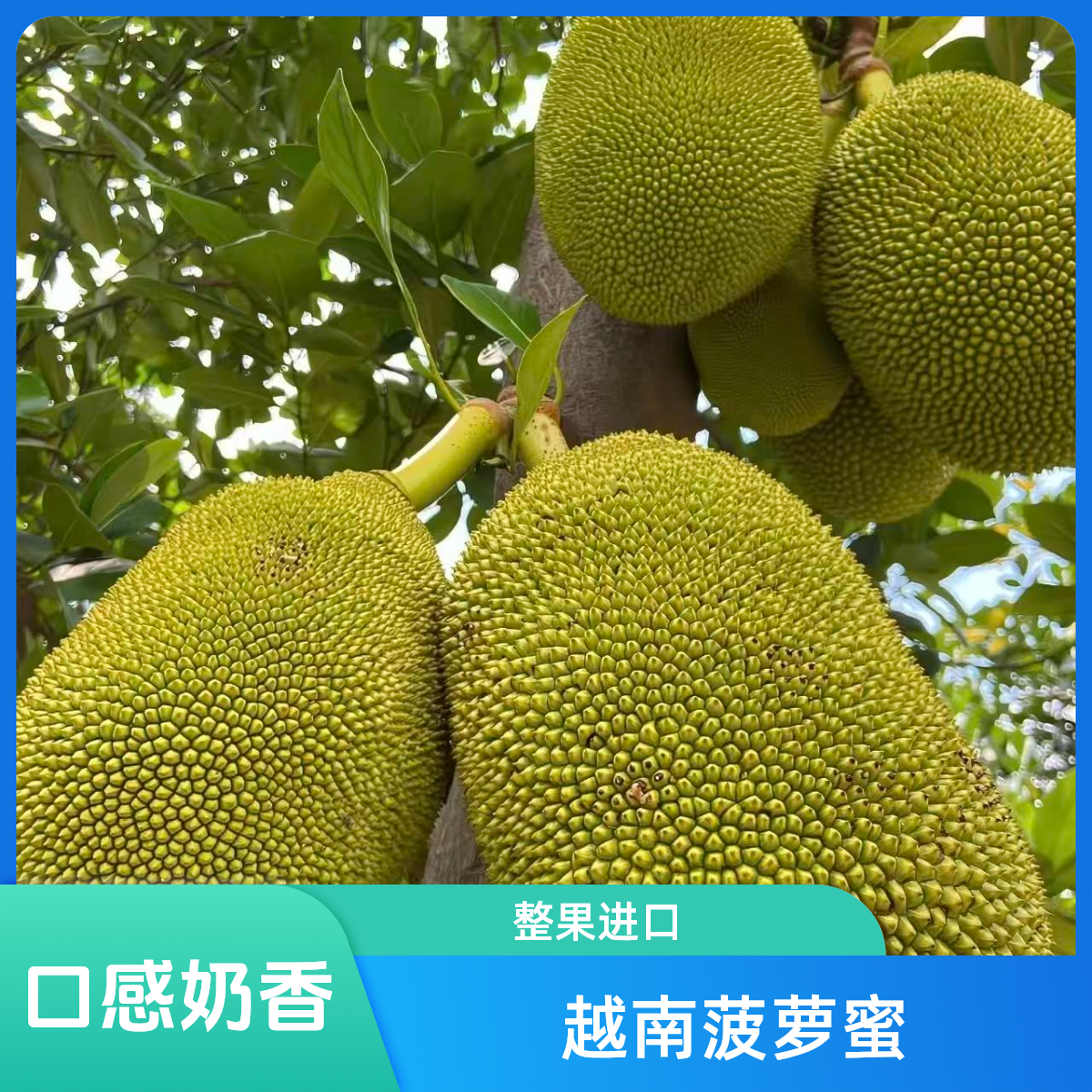 越南进口红肉菠萝蜜奶香口感（斤）越南