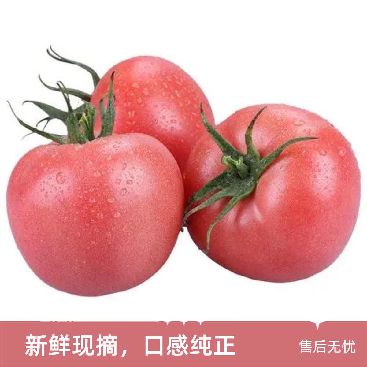 粉西红柿 300g河北省