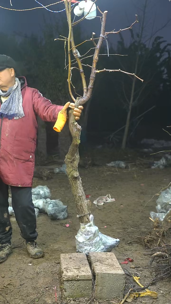 完全开放枣树102