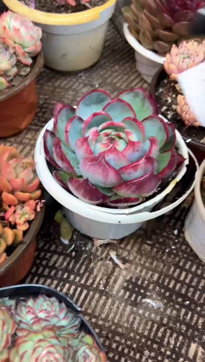 黄**梦多肉植物一物一拍13394