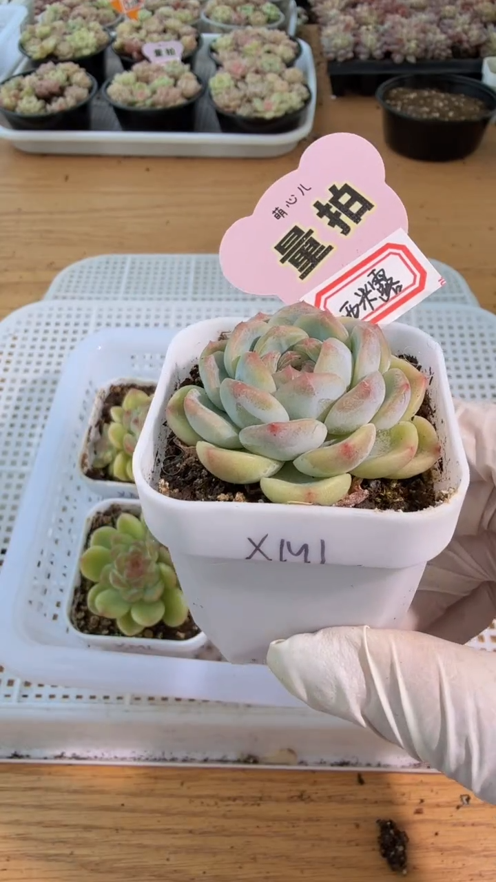 西米露五方一盆 单双混 量拍混发