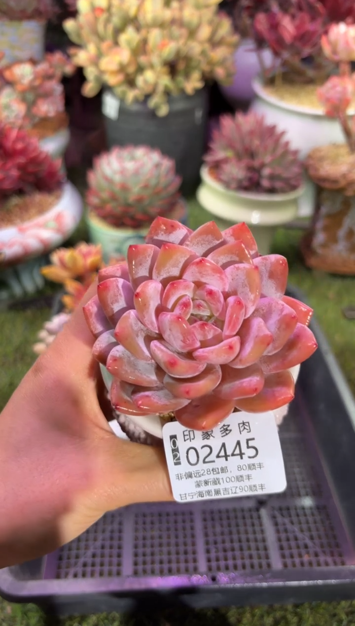 【闪购商品】02445