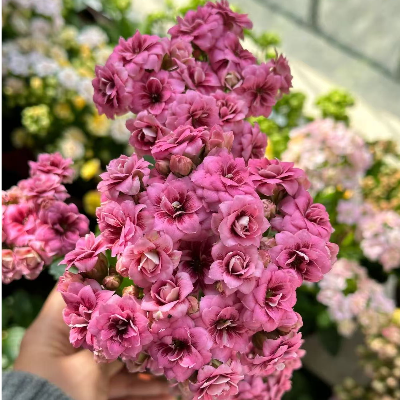 【爱默生猫眼】重瓣稀有大花长寿花 