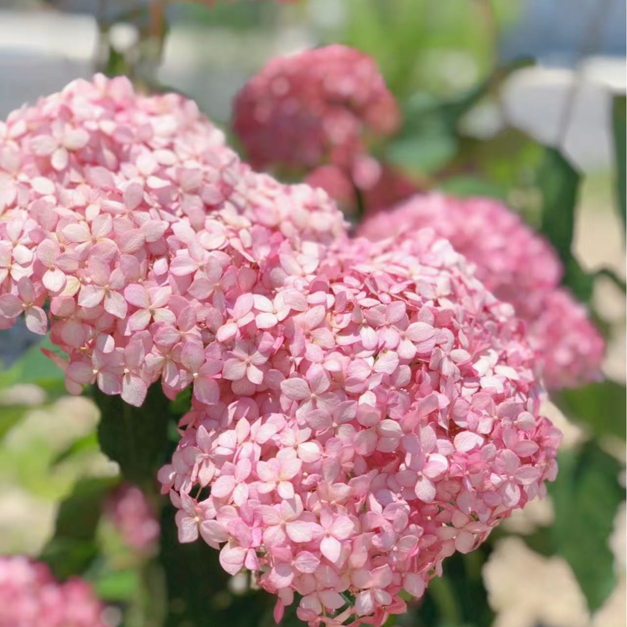 粉色贝拉安娜  绣球室外阳台盆栽花卉植物花盆栽苗阳台庭院