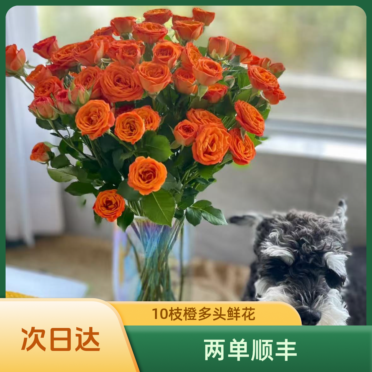 橙多头10枝 鲜花 常州鲜花批发直播 家居花江浙沪皖次日达