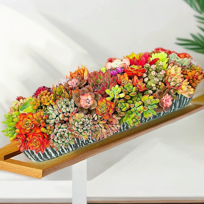 新款高端名贵多肉植物经典大长条大长方桌面花卉盆栽