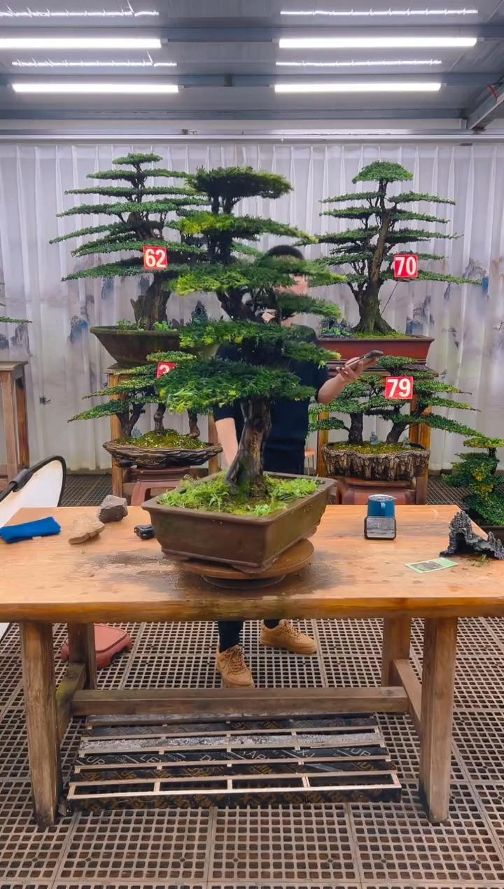 无花朵探**讨精品盆景直播间一物一拍